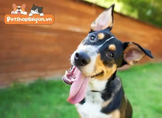 Cỏ Mèo Có Tác Dụng Cho Chó Không?