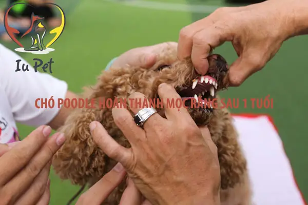 Quá Trình Chó Poodle Mọc Răng