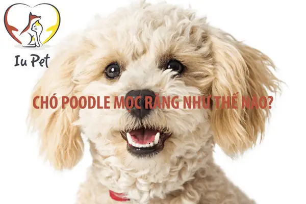 Chó Poodle Mọc Răng - Cho Poodle Moc Rang