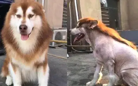 Điểm Đặc Biệt Của Bộ Lông Chó Alaska