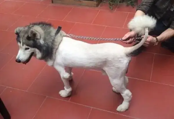 Một Số Lưu Ý Khi Tiến Hành Cạo Lông Cho Alaska