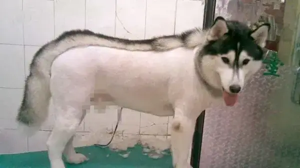 Có Nên Cạo Lông Chó Alaska Không?