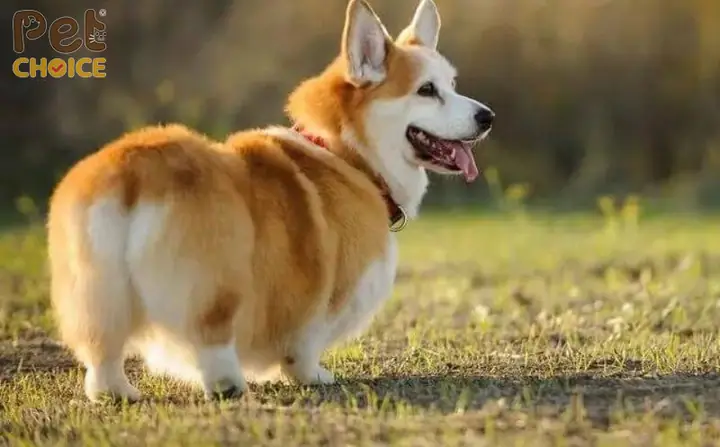 Khi Nào Cần Tỉa Lông Cho Chó Corgi?