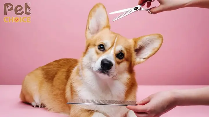 Các Bước Tỉa Lông Cơ Bản Cho Chó Corgi
