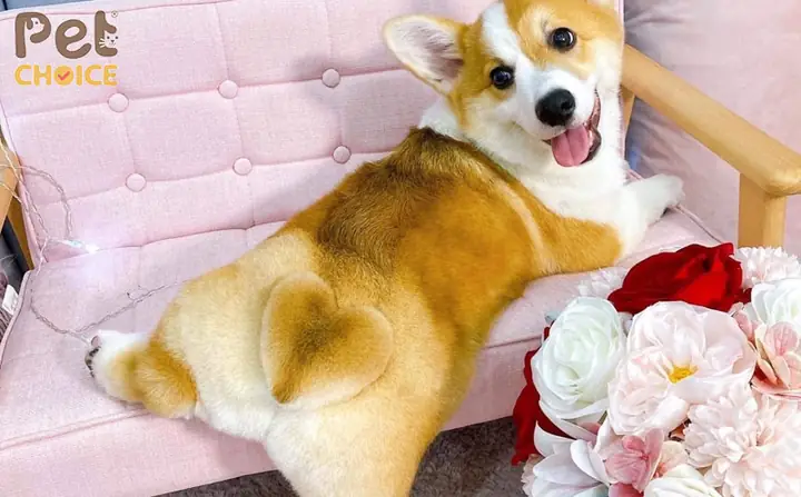Khi Nào Cần Tỉa Lông Cho Chó Corgi?