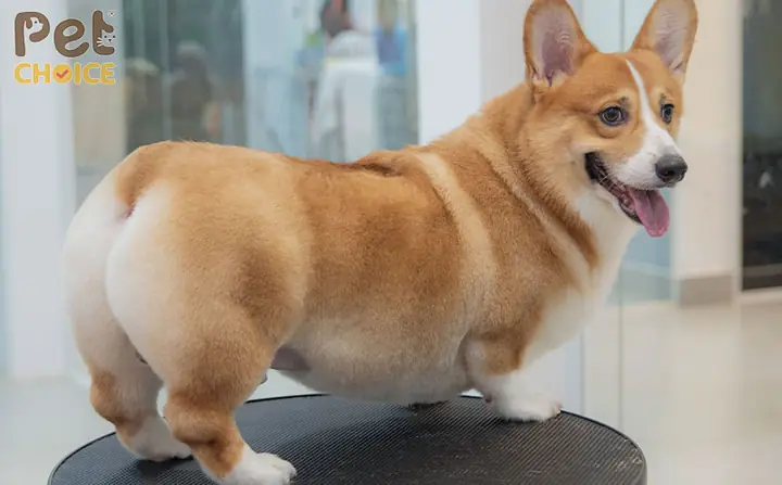 Khi Nào Cần Tỉa Lông Cho Chó Corgi?