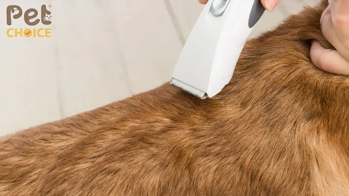 Có Nên Cạo Lông Chó Corgi?