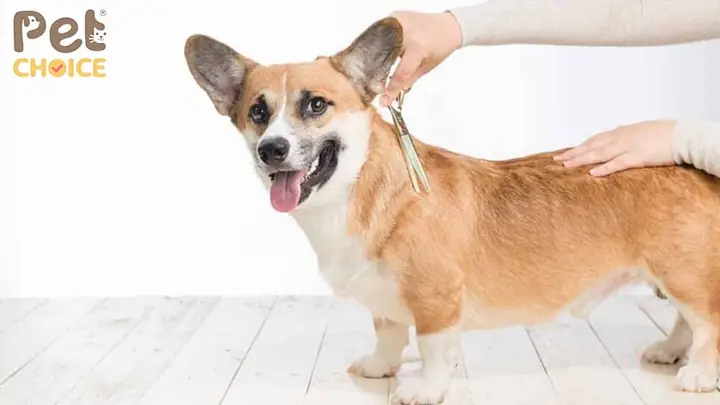Khi Nào Cần Tỉa Lông Cho Chó Corgi?