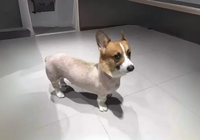 Tỉa Lông Định Kỳ Thay Vì Cạo Sát Thường Xuyên