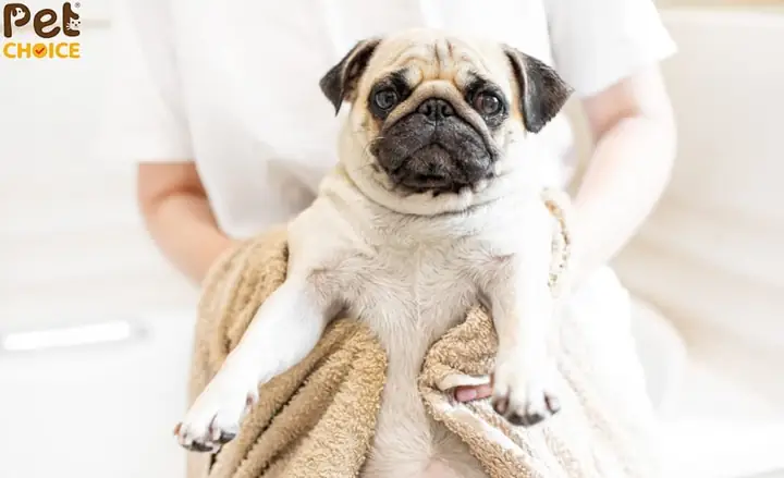 Làm Gì Khi Chó Pug Bị Ngứa Hoặc Kích Ứng Sau Khi Cạo Lông