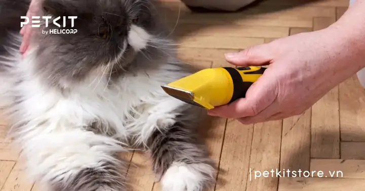 Các Trường Hợp Nên Cạo Lông Cho Mèo Các Trường Hợp Nên Cạo Lông Cho Mèo