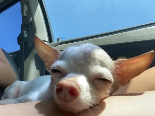 Có Nên Cắt Răng Chó Con? Chuyên Gia Thú Y Giải Đáp