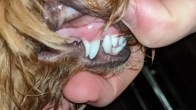 Có Nên Cắt Răng Chó Con? Chuyên Gia Thú Y Giải Đáp