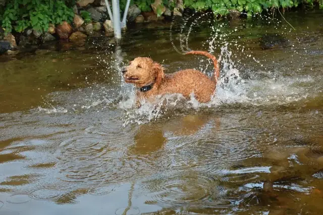 Có Nên Cho Chó Ăn Rau Không?