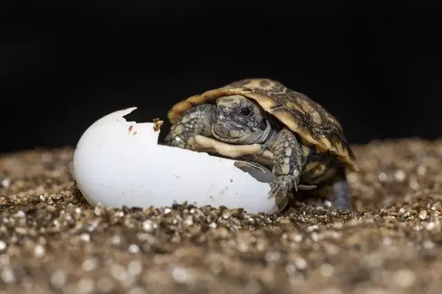 Có Nên Cho Chó Ăn Vỏ Trứng? Hướng Dẫn An Toàn Từ Chuyên Gia