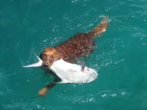 Có Nên Cho Chó Con Ăn Cá Không