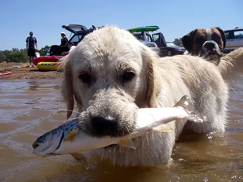 Có Nên Cho Chó Con Ăn Cá Không?