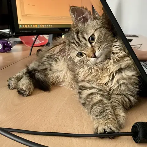 Có Nên Cho Chó Con Ăn Đêm? Hướng Dẫn Chăm Sóc Đúng Cách Từ Chuyên Gia