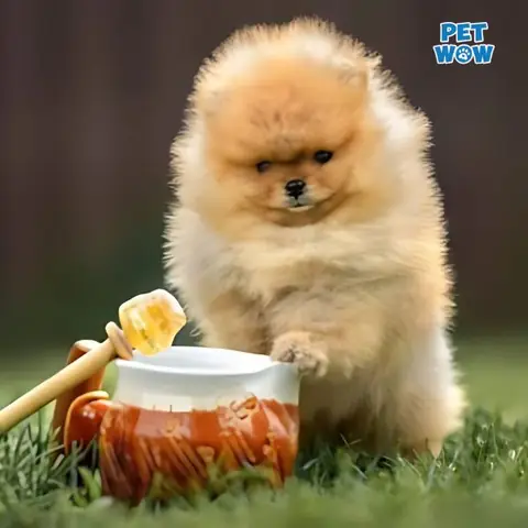 Cho Chó Uống Mật Ong Có Tác Dụng Gì?