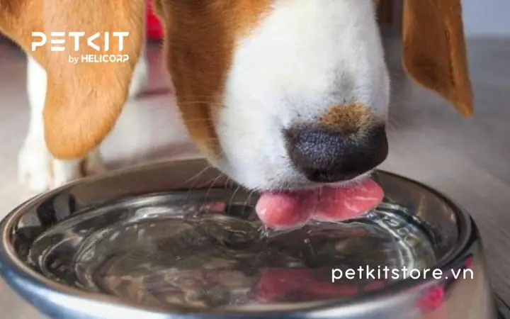 Vì Sao Chó Cần Uống Đủ Nước? Vì Sao Chó Cần Uống Đủ Nước?