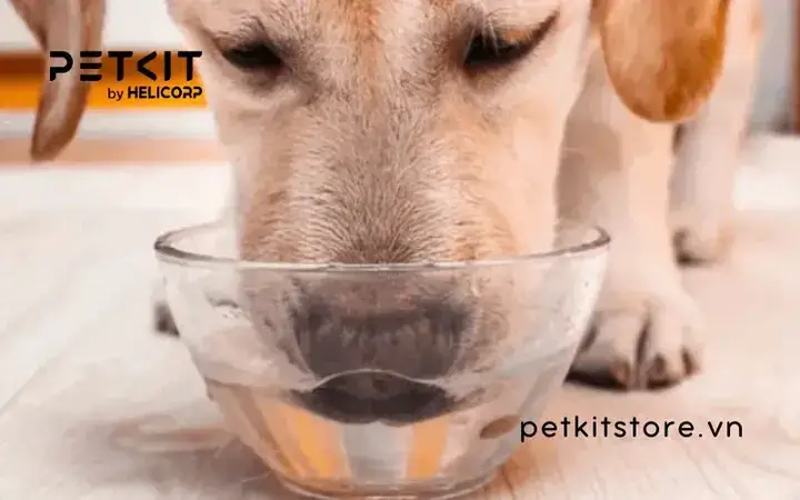Tầm Quan Trọng Toàn Diện Của Nước Đối Với Sức Khỏe Chó Con Tầm Quan Trọng Toàn Diện Của Nước Đối Với Sức Khỏe Chó Con