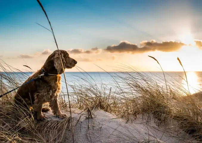 Quan Niệm Chôn Cất Chó Mèo Sau Khi Chết