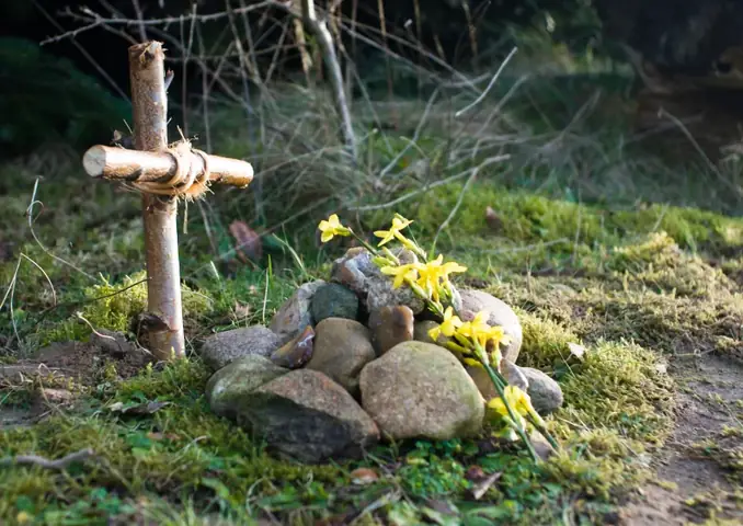 Hinh Anh Co Nen Chon Cat Cho Meo Khi Chet Khong