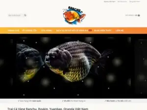 Trai Ca Vang Ranchu Vn