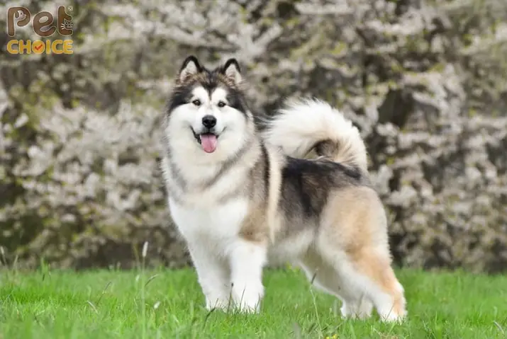 Kinh Nghiệm Mua Chó Alaska Thuần Chủng