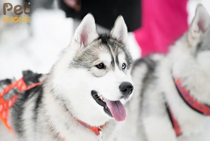 Bảng Giá Chó Alaska Thuần Chủng Chi Tiết