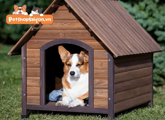 Tập Cho Chó Sử Dụng Chuồng Ngay Từ Bé