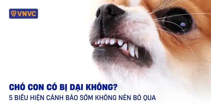 Có Nên Nuôi Chó Becgie Bỉ? Giải Đáp Toàn Diện Từ Chuyên Gia