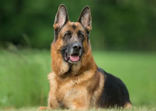 Becgie Đức Là Giống Chó Nghịch Ngợm Becgie Đức Là Giống Chó Nghịch Ngợm