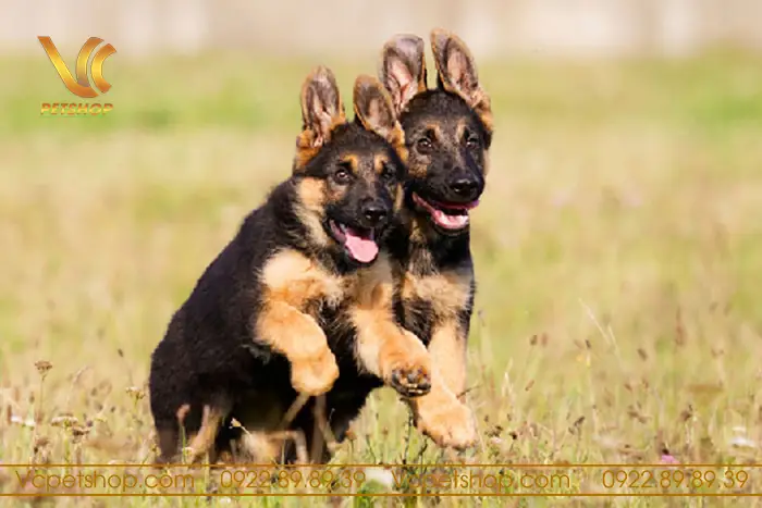 Chó Becgie Có Dễ Nuôi Không? Lưu Ý Cần Biết Khi Chọn Nuôi Chó Becgie