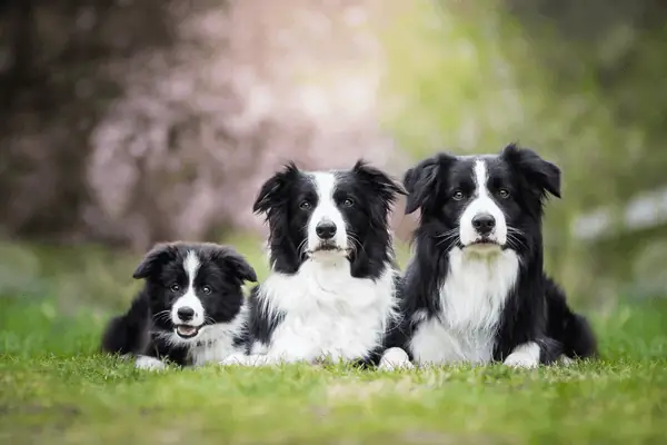 Đặc Tính Sinh Học Của Chó Border Collie Đặc Tính Sinh Học Của Chó Border Collie