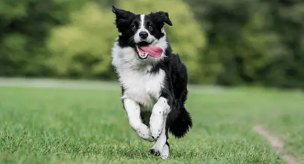 Tính Cách Của Chó Border Collie Tính Cách Của Chó Border Collie