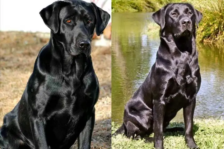 Quan Niệm Sai Lầm Khi Nuôi Chó Đen Có Tốt Không?