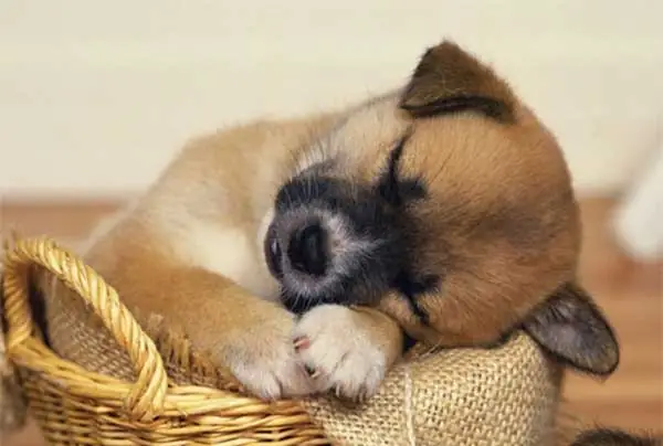 Co Nen Nuoi Cho Hay Khong 1