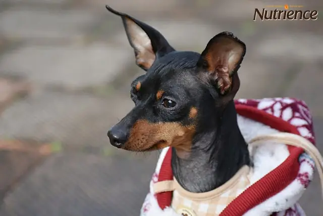 Bạn Đã Biết Cách Nuôi Và Chăm Sóc Chó Phốc Hươu Đúng Cách Chưa? Bạn Đã Biết Cách Nuôi Và Chăm Sóc Chó Phốc Hươu Đúng Cách Chưa?