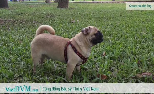Chó Pug “thuần Chủng”?