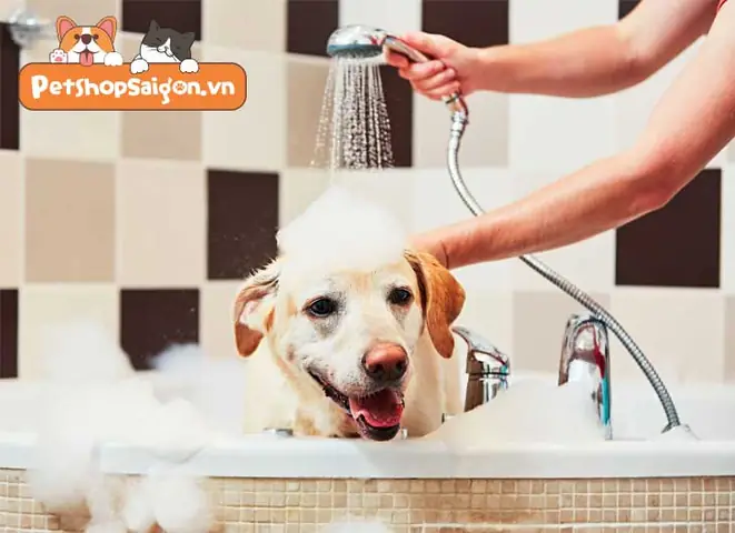 Top 7 Sai Lầm Dễ Gặp Phải Khi Bạn Tắm Cho Chó