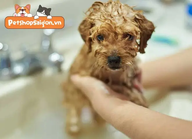 Lời Khuyên Về Cách Vệ Sinh Cho Chó Vào Ban Đêm