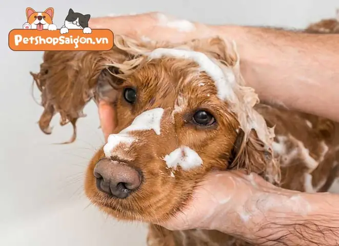 Có Nên Tắm Cho Chó Vào Ban Đêm Không?