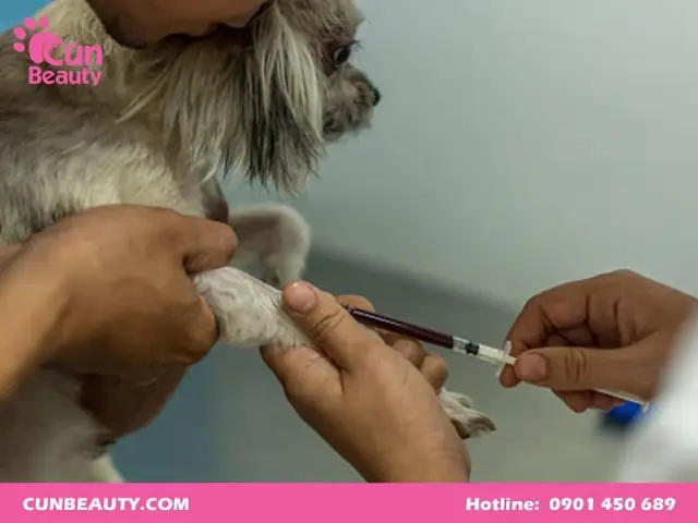 Có Nên Tiêm Phòng Dại Cho Chó Poodle?