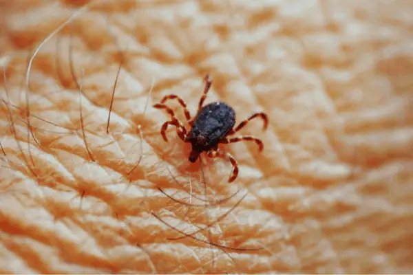 Tìm Hiểu Về Ve Chó