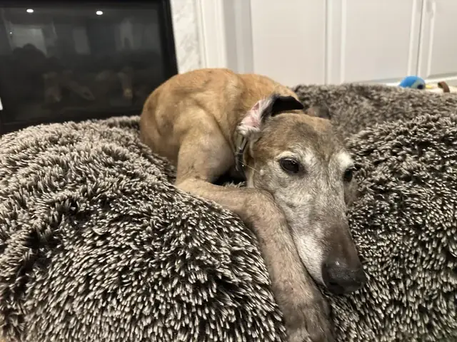 Có Nên Xích Chó Không? Có Nên Xích Chó Không?