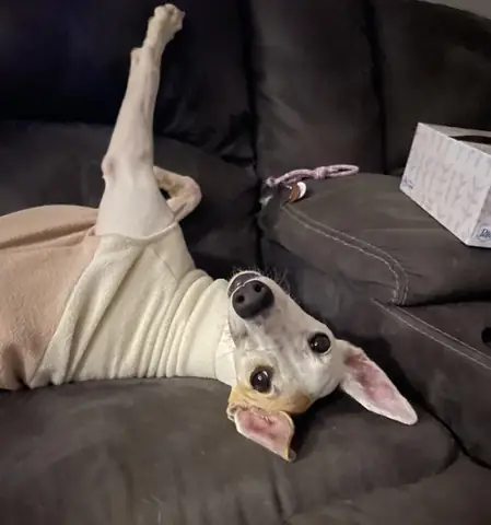 Có Nên Xích Chó Không?