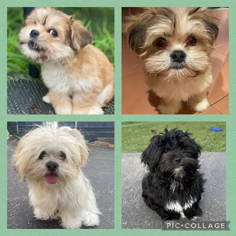 Có Những Giống Chó Nào? Khám Phá Sự Đa Dạng Của Loài Chó