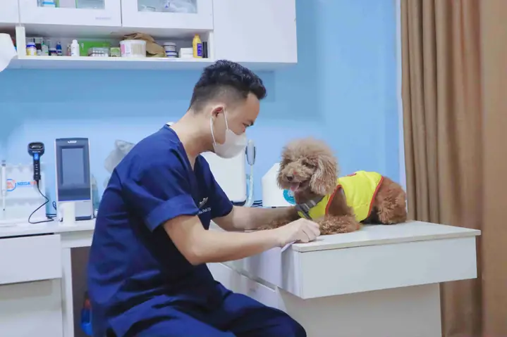 Phòng Ngừa Chó Cái Bị Chảy Máu Ở Bộ Phận Sinh Dục Phòng Ngừa Chó Cái Bị Chảy Máu Ở Bộ Phận Sinh Dục