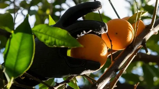 Coi Con Chó Biết Nói Chuyện: Hiện Tượng Hay Ảo Giác?